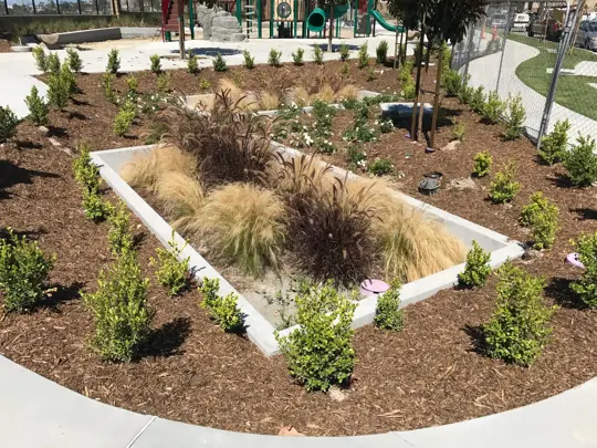 Rectangular rain garden with ornamental grasses, shrubs, and mulch, bordered by concrete and surrounded by young plants.