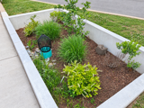Rectangular rain garden with ornamental grasses, shrubs, and mulch, bordered by concrete and surrounded by young plants.